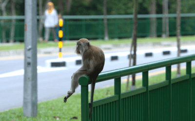 Monkey see, monkey do (nots)